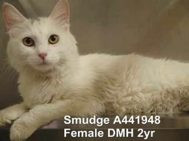 Shelter offers specials, advice on keeping animals safe July 4